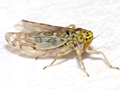 Eupteryx decemnotata